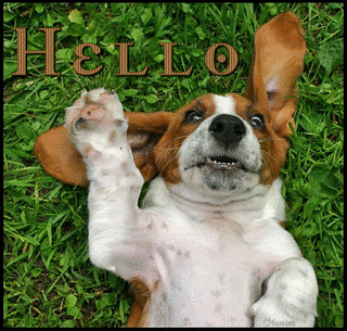 hello.gif